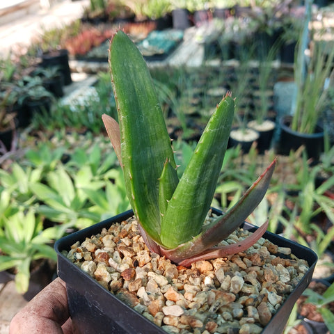 Aloe marlothii