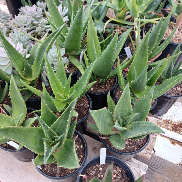 Aloe ortholopha hybrid