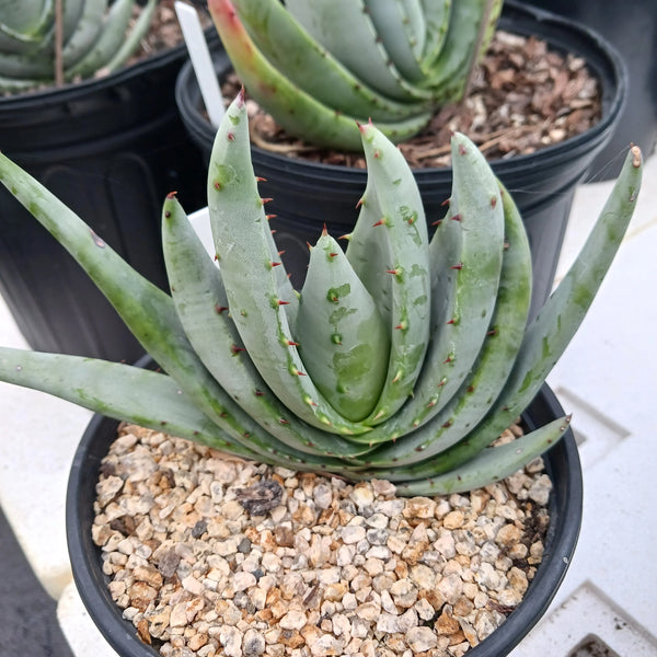 Aloe petricola (Stone Aloe)