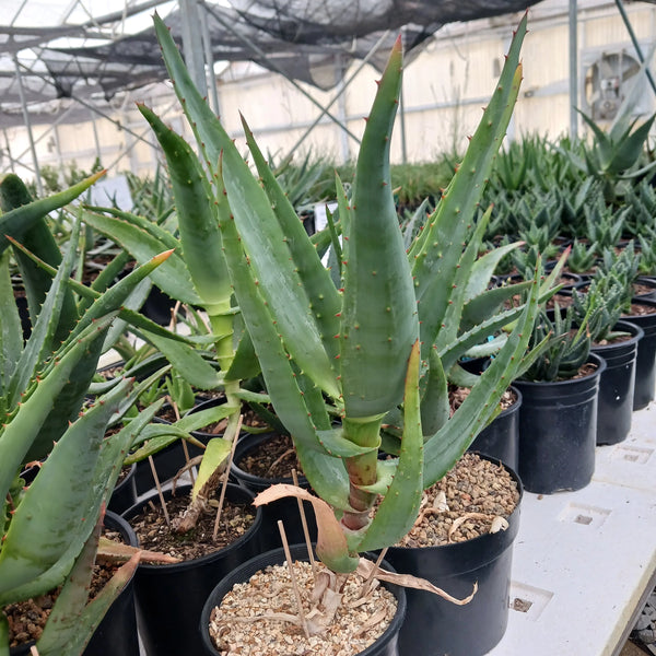 Aloe pretoriensis hybrid