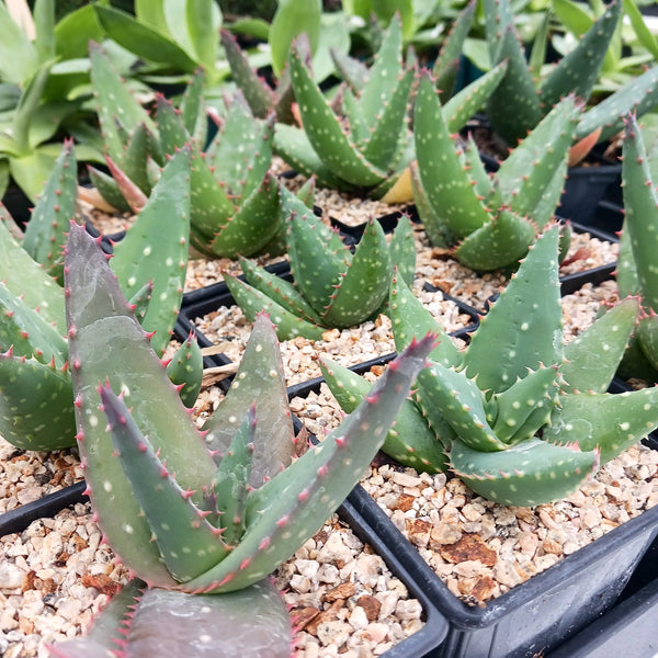 Aloe sinkatana x marlothii