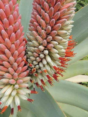 Aloe speciosa (Tree Aloe)