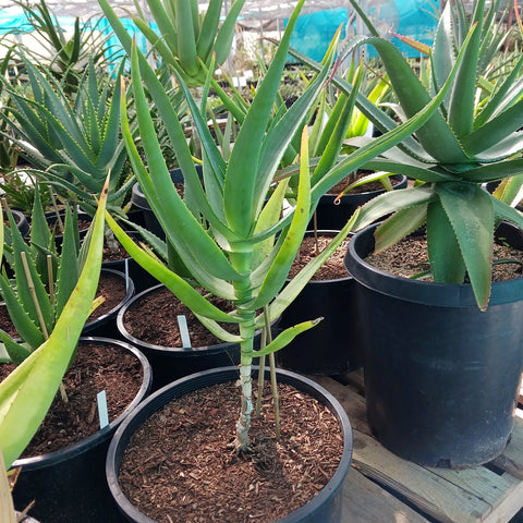 Aloe thraskii (Coast Aloe)