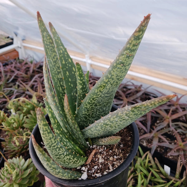 Aloe tomentosa (Hairy Green Aloe)