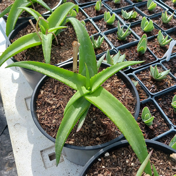 Aloe vanbalenii (Van Balen's Aloe)