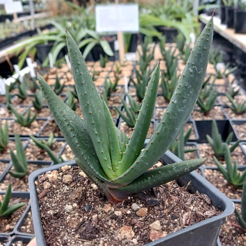 Aloe wickensii