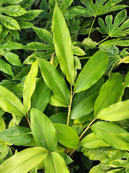 Alpinia sp.