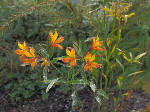 Alstroemeria 'Glory of the Andes' (aka Peruvian Lily)