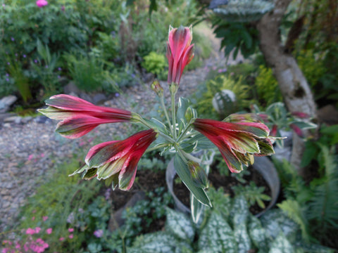 Alstroemeria psittacina 'Royal Star' (aka 'Variegata')