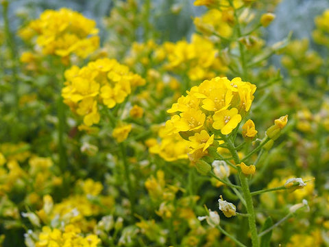 Alyssum repens