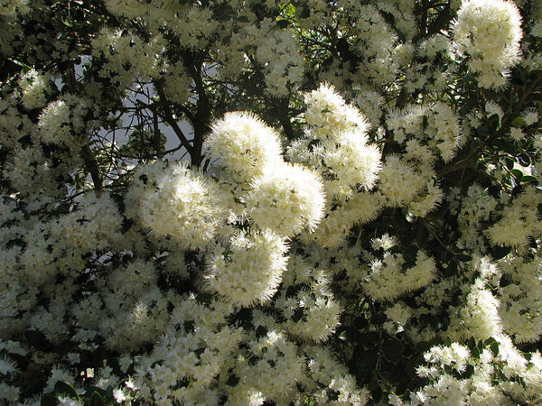 Amomyrtus luma - Nahuel Huapi
