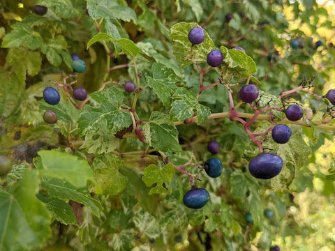 Ampelopsis brevipedunculata 'Elegans' (aka Variegated Porcelain Vine)