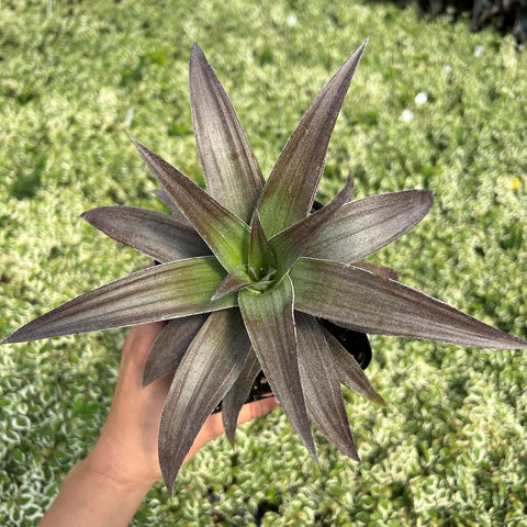 Ananas comosus var. microstachys 'Cathy' (aka Ananas nanus 'Cathy')