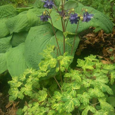 Aquilegia vulgaris 'Leprechaun Gold'