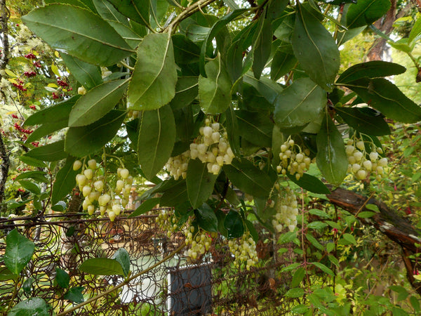 Arbutus unedo 'Compacta' aka: Compact Strawberry Tree