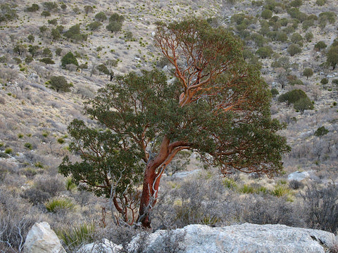 Arbutus xalapensis