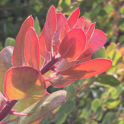 Arctostaphylos glauca 'Canyon Blush'