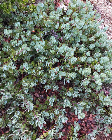 Arctostaphylos x 'Game Lake' (aka Manzanita)