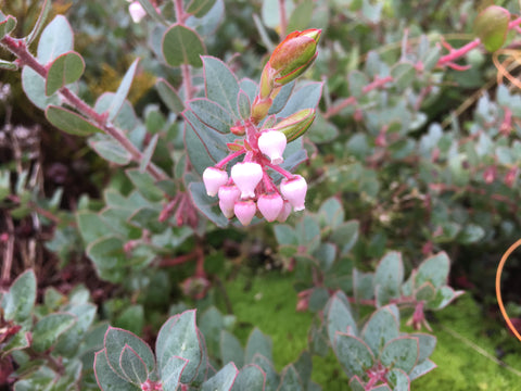 Arctostaphylos 'John Dourley'