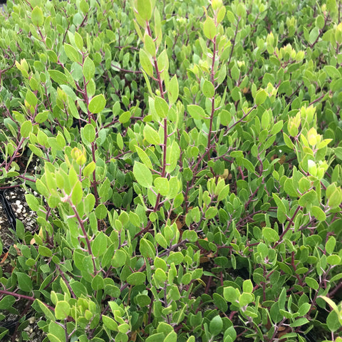 Arctostaphylos hookeri 'Mills'