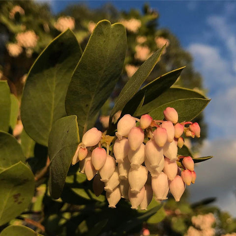 Arctostaphylos manzanita 'Dr. Hurd'