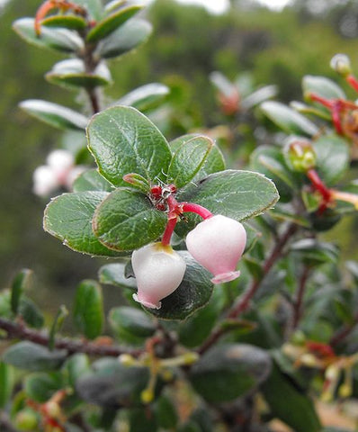 Arctostaphylos mendocinoensis [SBH 12150b]