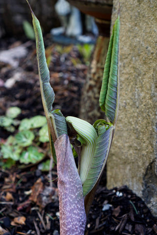 Arisaema ringens [UCBG form]