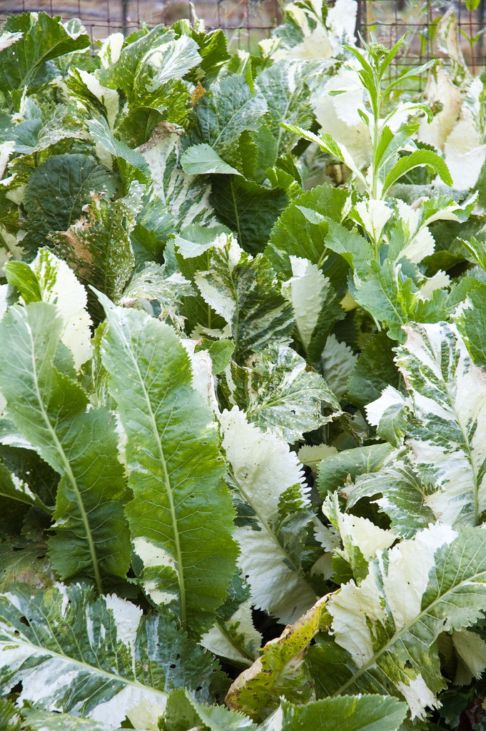 Armoracia Rusticana Variegata Aka Variegated Horseradish Plant Lust