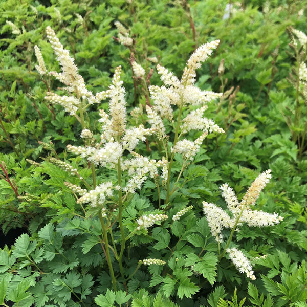 Aruncus aethusifolius (aka Goatsbeard)