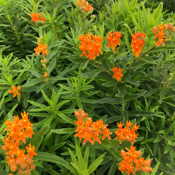 Asclepias tuberosa (aka Butterfly Milkweed)