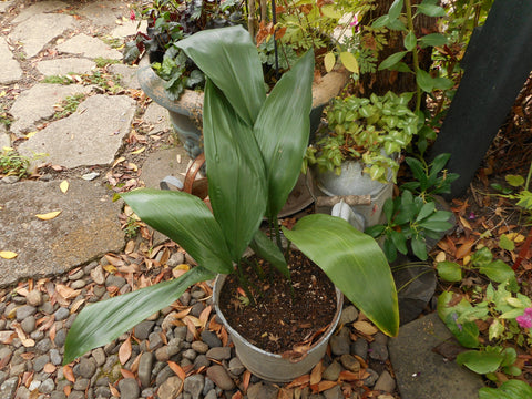 Aspidistra elatior - Cast Iron Plant