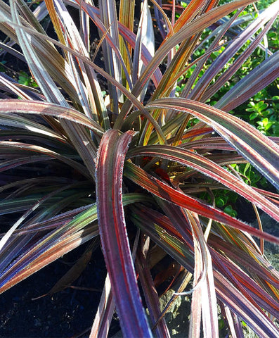 Astelia nivicola 'Red Devil'