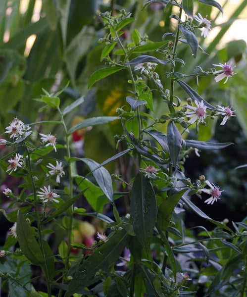 Symphyotrichum lateriflorum 'Lady in Black' (aka Aster lateriflorus 'Lady in Black')