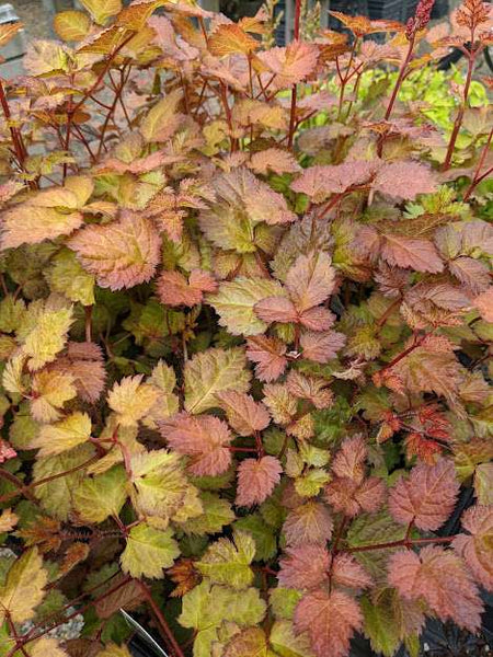 Astilbe chinensis 'Amber Moon'