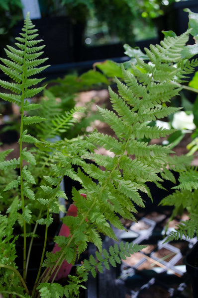 Athyrium filix-femina (aka Lady Fern)