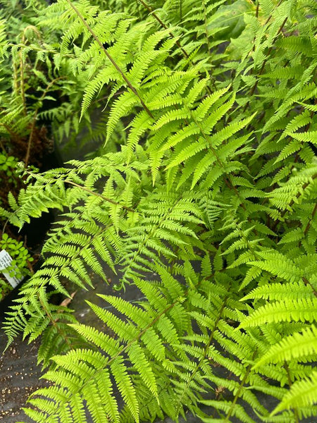 Athyrium filix-femina 'Minutissima' (aka Lady Fern)