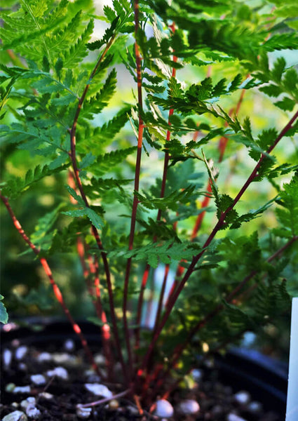 Athyrium filix-femina var. angustum 'Lady in Red' (aka Lady Fern)