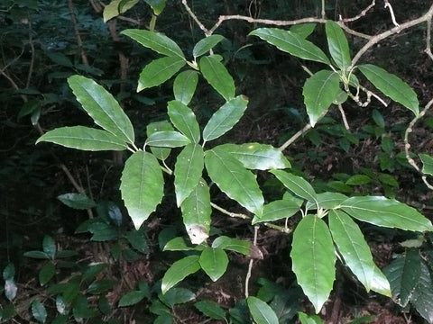 Aucuba chinensis