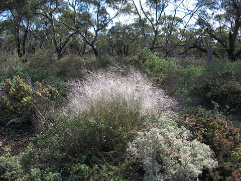 Stipa elegantissima