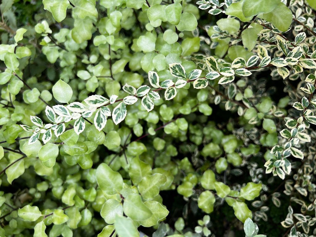 Azara microphylla 'Variegata' (aka Variegated Boxleaf Azara) – plant lust