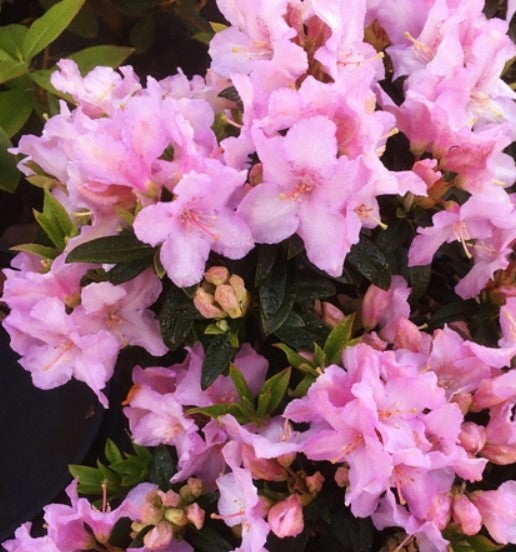 Rhododendron 'Robert Seleger'