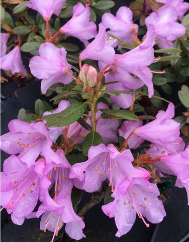 Rhododendron 'Rose Elf'