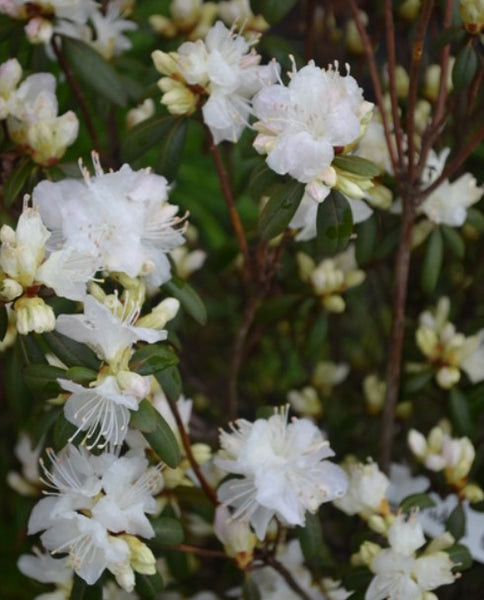 Rhododendron 'Hudson Bay'