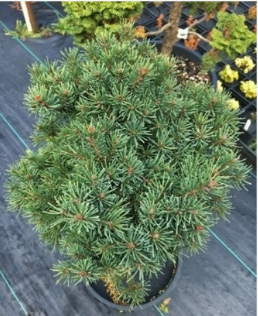 Picea glauca 'Thunder Cloud'