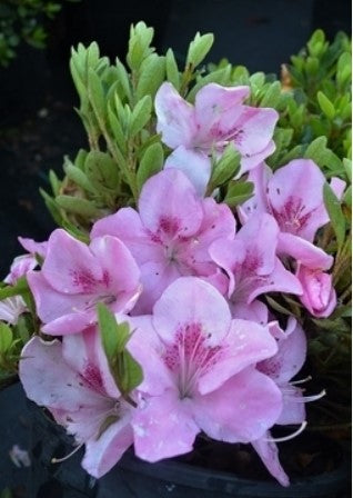 Azalea 'Izayoi'