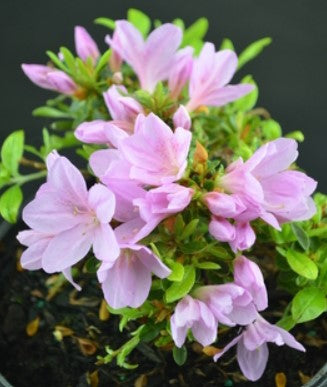 Azalea 'Lavender Elf'