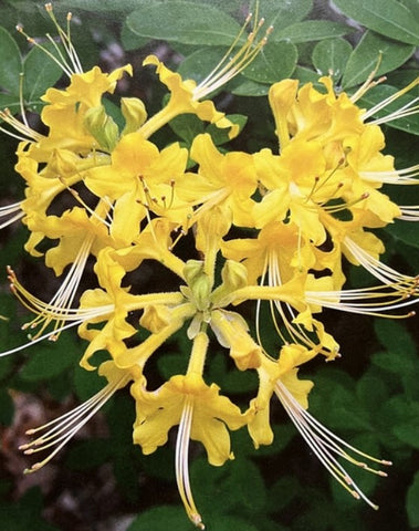 Azalea 'Cape Fear Gold'