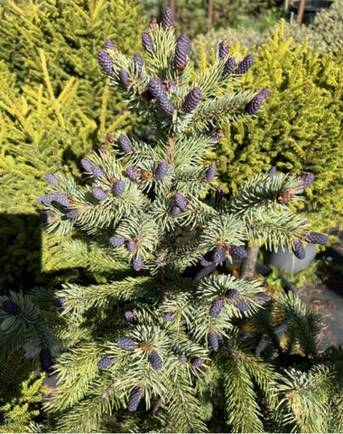 Picea engelmanii 'Pendula'