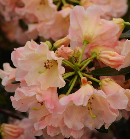 Rhododendron 'Two Thumbs Up'