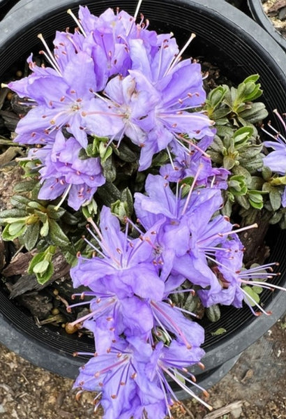 Rhododendron lysolepis